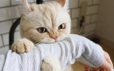 Кошачий «кусь» без злого умысла: почему питомцы внезапно кусают хозяев за руки