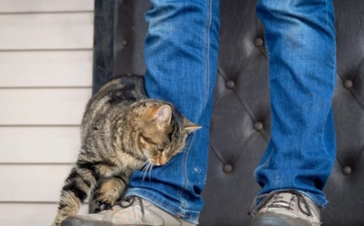 Тревожные звоночки для хозяина: поведение кошки, за которым может скрываться боль