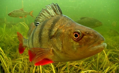 Хищник уходит на глубину: где в октябре клюет самый упитанный окунь