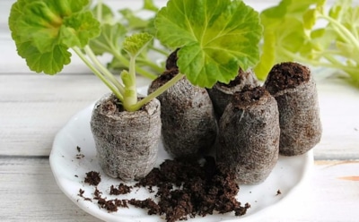 Хит для экономных садоводов: как своими руками создать торфяные таблетки для черенков