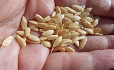 Огурцы с продолжением: как собрать и сохранить семена, чтобы урожай не подвел