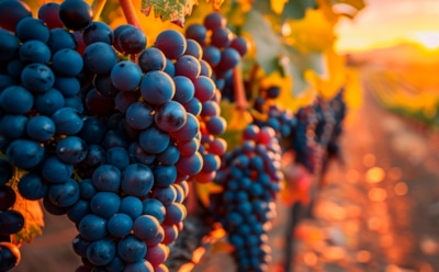 Ошибка, которая стоит урожая: как правильно обрезать виноград, чтобы лоза не вымерзла