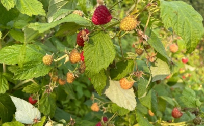 Обрезай, подкармливай, утепляй: 3 осенних шага, которые гарантируют обильный урожай малины