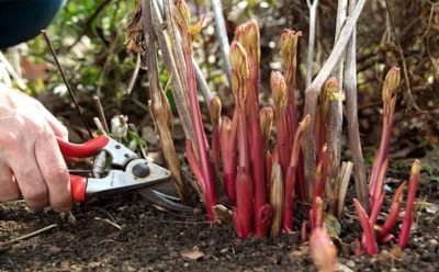 Три осенних шага навстречу пионам: как подготовить цветы к зимовнике