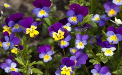 Цветы, что встречают весну первыми: секрет подзимнего посева, который подарит клумбу мечты