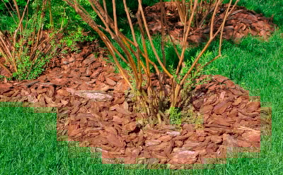 Мульча против морозов: чем накрыть грядки, чтобы весной не плакать над погибшими растениями