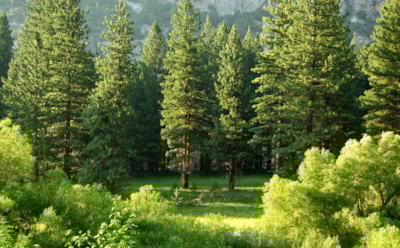 Когда природа подсказывает, где копать: ученые установили, как ели могут помогать находить новые источники золота