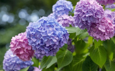 Главное — не зимой: когда посадить гортензию, чтобы куст прижился и зацвел без хлопот