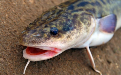 Когда ветер и тьма — союзники: хитрости осенней ловли налима, о которых знают не все