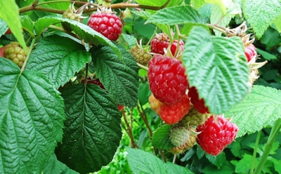 Почему опытные садоводы мульчируют малину осенью: один шаг, который решает судьбу урожая