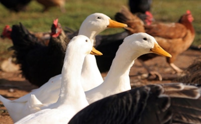 Не только куры несут золото: какие пернатые выгоднее и неприхотливее для разведения