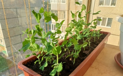 Витамины у окна: как вырастить горох в квартире и собирать урожай всю зиму