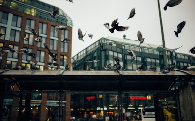 Когда любовь гремит бензопилой: как птицы и звери адаптировались к шуму городов