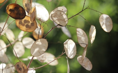 Когда сад тускнеет — она расцветает: лунария украшает осенний участок серебром и легкостью