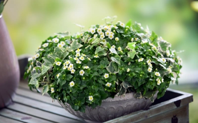 Маленький, но роскошный: экзакум доказывает, что комнатные цветы могут соперничать с садовыми