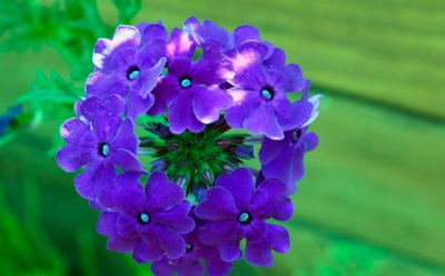 Капризная, но благодарная: секреты ухода за вербеной, чтобы она превратила клумбу в каскад цветов