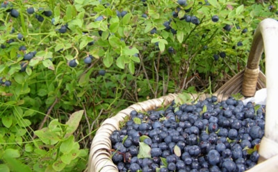 Не верьте рекламе: разрушен миф о пользе черники для зрения