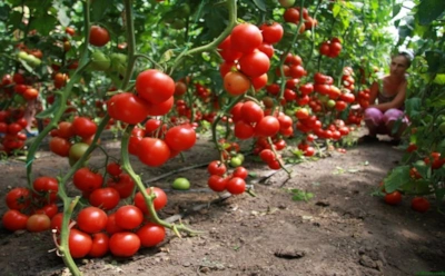 Когда мороз только помогает: как вырастить ранние томаты с помощью ноябрьского посева