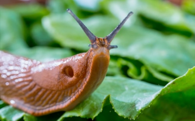 Осенняя месть садовода: как уничтожить слизней до снега, чтобы весной не было ни одного