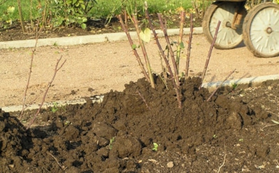 Осенняя миссия садовода: как подготовить розы к зиме без ошибок и потерь