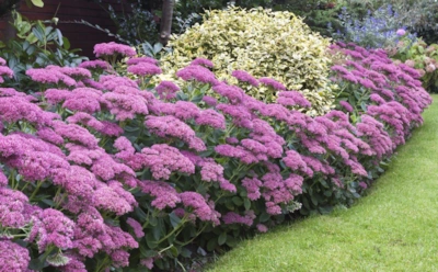 Неприхотливый герой клумбы: как посадить очиток, чтобы забыть о прополке и поливе