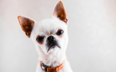 Мал клоп, да вонюч: породы собак, с которыми даже опытным хозяевам бывает нелегко