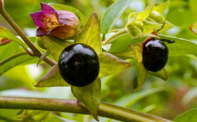Смертельная зелень у забора: какие сорняки способны отравить человека и животных
