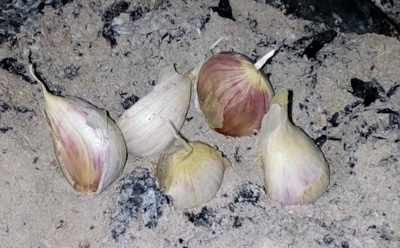 Зола вместо химии: простой осенний способ защитить чеснок и повысить урожай без лишних хлопот