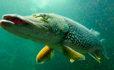 Холод, дождь и рябь на воде: когда осенью щука клюет особенно активно — точные приметы успешной рыбалки