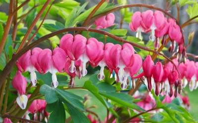 Сердце на стебле: как правильно посадить дицентру, чтобы весной сад расцвел по-новому