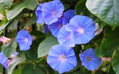 Когда цветы становятся угрозой: садовые растения с проблемами