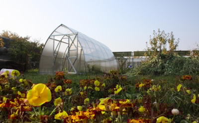 Избавьте теплицу от проблем перед зимой: проверенные способы очистки почвы в теплице без вреда для растений