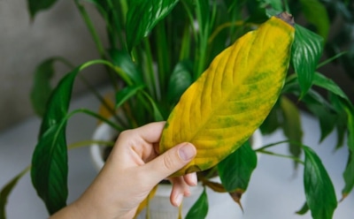 Щедрость не всегда к месту: названа ошибка, которая часто губит комнатные растения