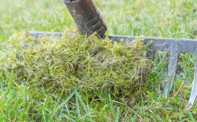 Зелень атакует со всех сторон: чем опасен мох на участке и как победить его без химии и паники