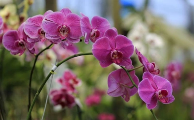 Когда орхидея умирает на глазах: проверенная техника реанимации спасает даже без корней