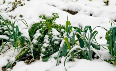 Поздняя посадка без риска: луковичные можно сажать и при морозе, если знать один прием