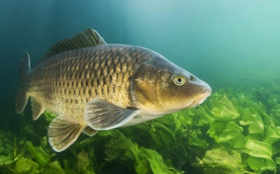 Незваные гости на рыбалке: какую рыбу ловить, чтобы не напороться на «пассажиров»