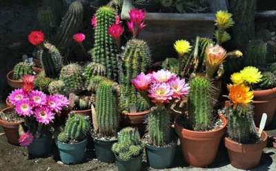 Цветущие колючки: кактусы, которые легко зацветают дома — выбор видов для новичков