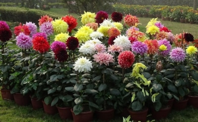 Пора доставать лопату: какие растения не переживут зиму без переселения в дом