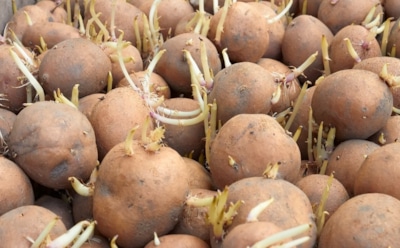 Запах свежести в погребе: простое средство сохранит картофель упругим и без ростков