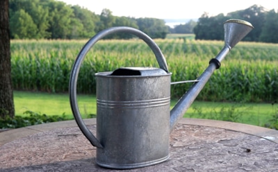 Грядки под защитой: неожиданный лайфхак дачников делает полив мягким и безопасным