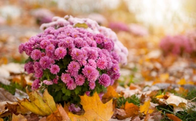 Когда листья уже пожелтели: эти шаги в ноябре спасут цветник от вымерзания