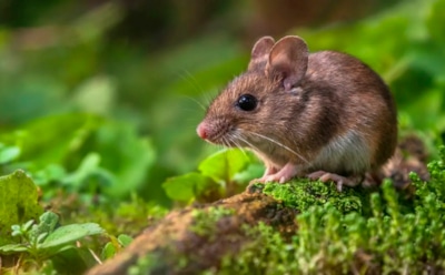 Кошки на чиле — мышки в могиле: простой осенний лайфхак, который защищает дом без яда