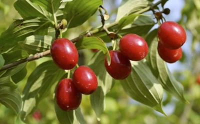 Под треск первых заморозков: кустарники, которые стоит посадить осенью для щедрого весеннего плодоношения