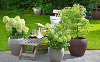 Почему осенью растения в кадках гибнут первыми: ошибка, о которой забывают дачники