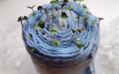 Базилик в спирали: как вырастить рассаду на подоконнике, сэкономив место и усилия