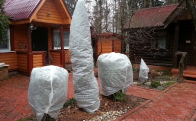 Сад под теплым одеялом: проверенные способы укрытия плодовых деревьев