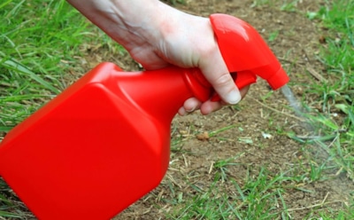 Осенний удар по сорнякам: домашний раствор без химии избавит грядки от лишней зелени