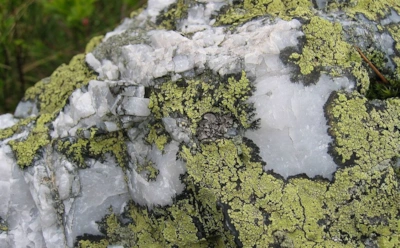 Следами забытых экспедиций: ученые наткнулись на новые виды лишайников, изменив представления о природе Азии