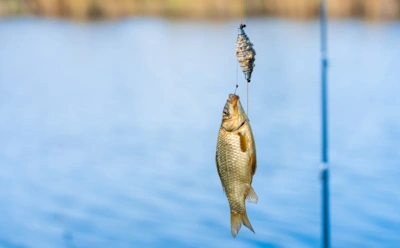 Как в аптеке: аптечные капли, которые пробуждают интерес даже у осторожной рыбы